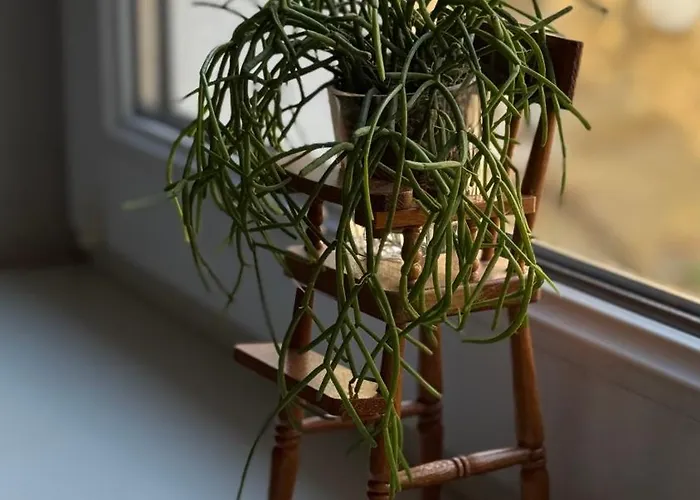 Dolynskiy * リヴィウ