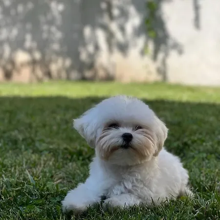 Отель Dolynskiy