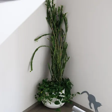 Отель Dolynskiy *